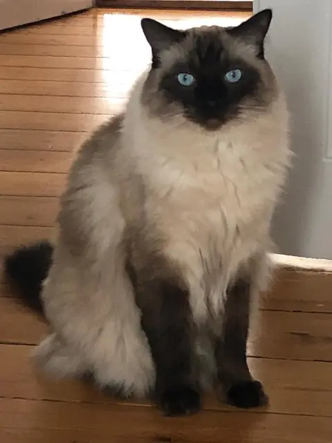 chat lost    Strasbourg OLAF