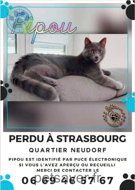 gato perdido Strasbourg Pipou gato lost Strasbourg Pipou