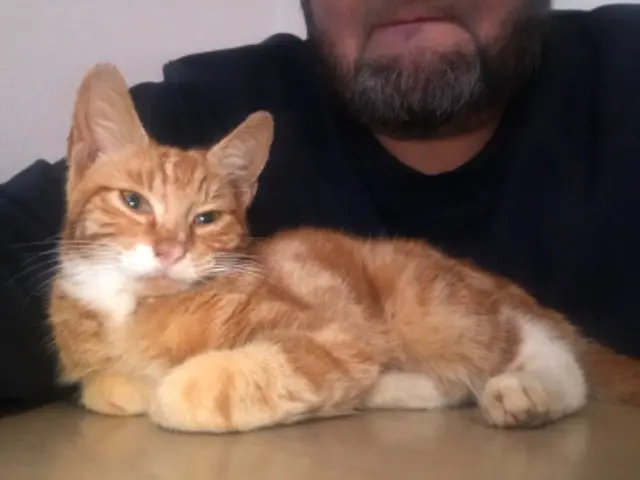 chat lost    Strasbourg Rooky