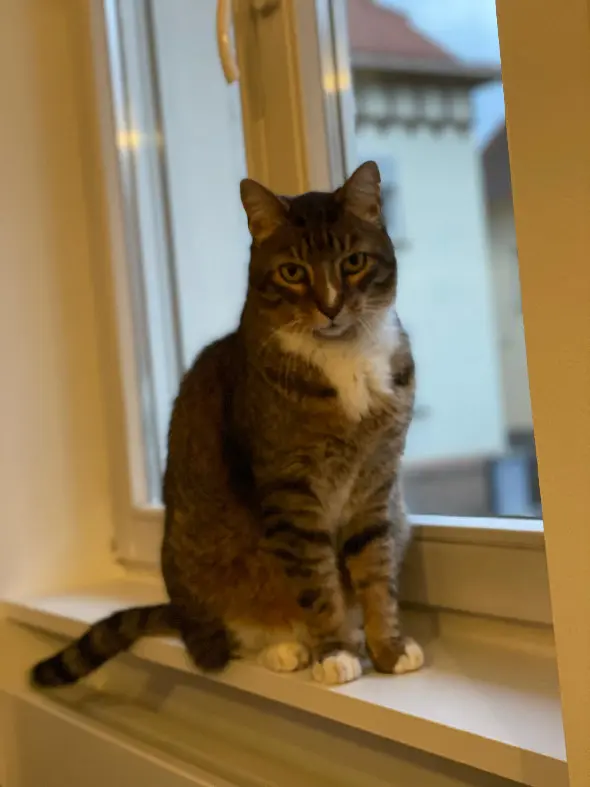 Chat Perdu 67 Bas-Rhin Strasbourg - Shifou Chat Perdu 67 Bas-Rhin Strasbourg - Shifou