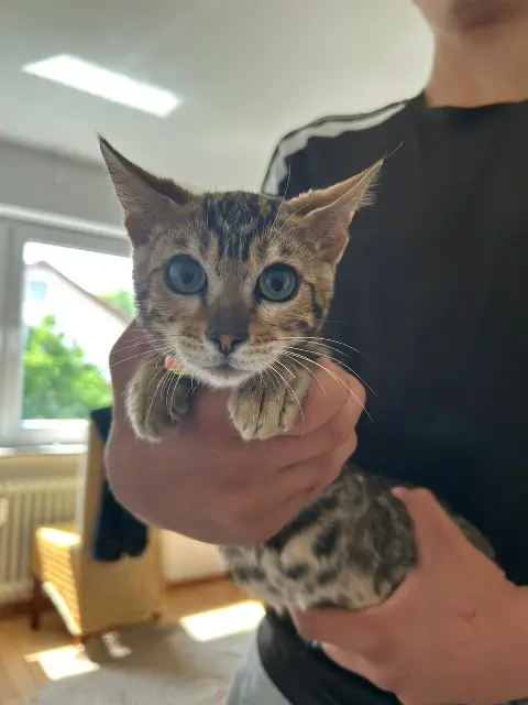 chat lost    Strasbourg Simba