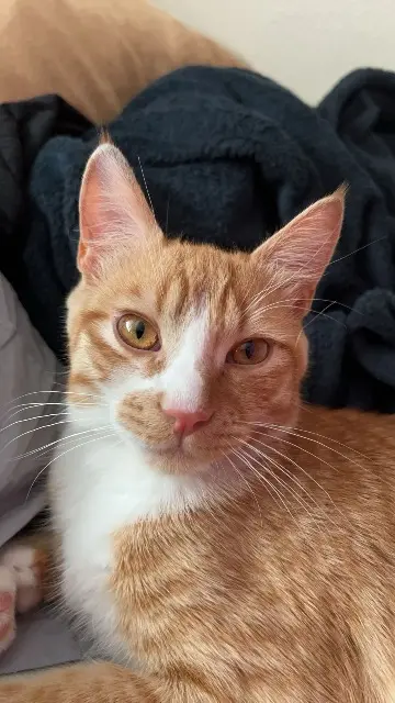 chat lost    Strasbourg Simba