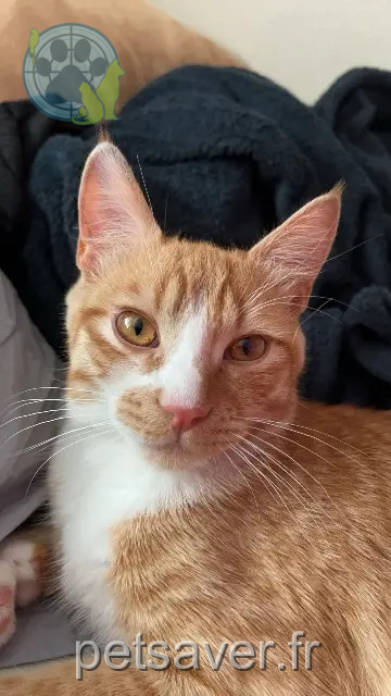 kater vermist Strasbourg Simba kater lost Strasbourg Simba