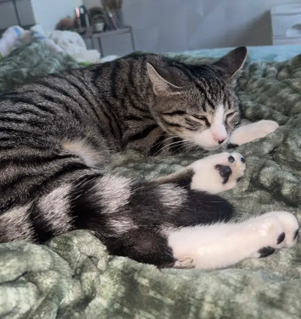 chat lost    Strasbourg Simba