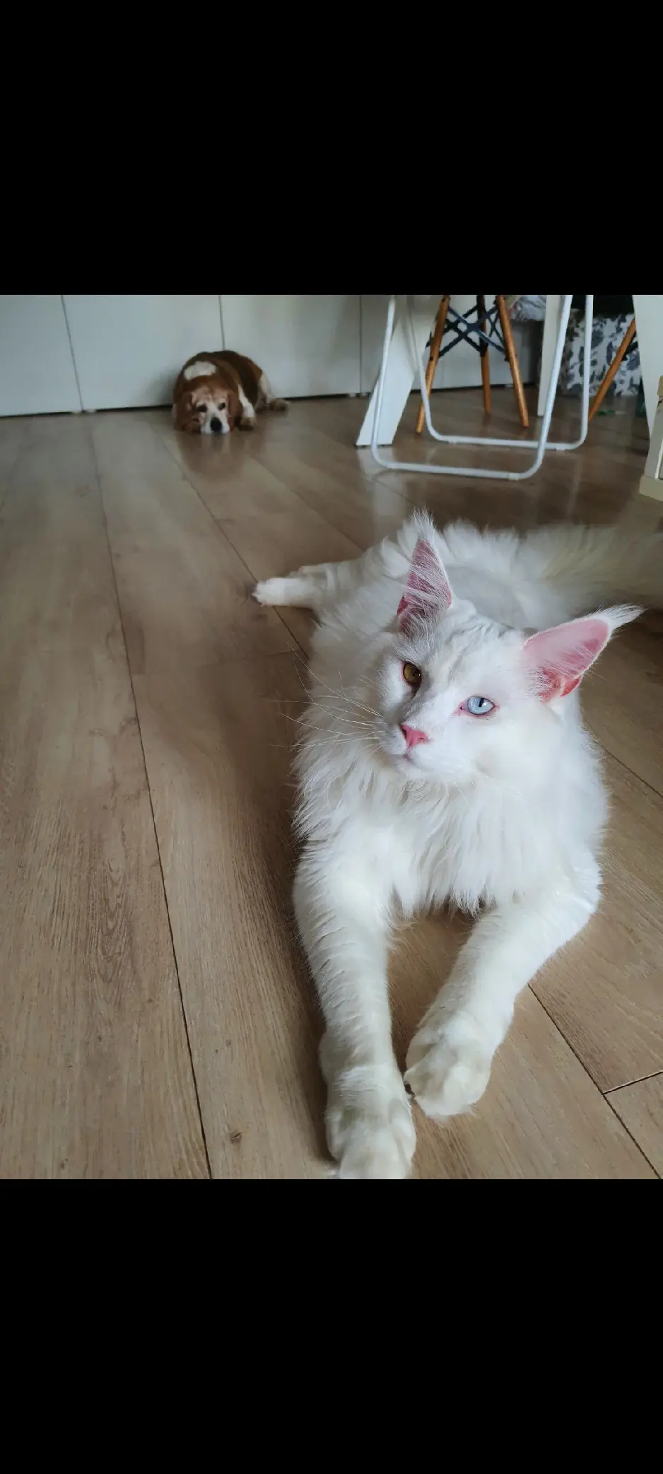 Chat Perdu 67 Bas-Rhin Strasbourg - Snow Chat Perdu 67 Bas-Rhin Strasbourg - Snow