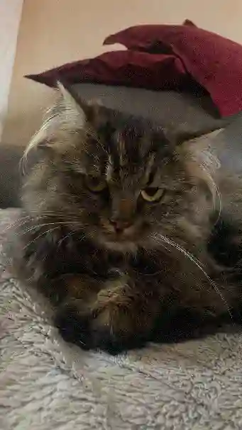 Chat Perdu 67 Bas-Rhin Strasbourg - Taiko Chat Perdu 67 Bas-Rhin Strasbourg - Taiko