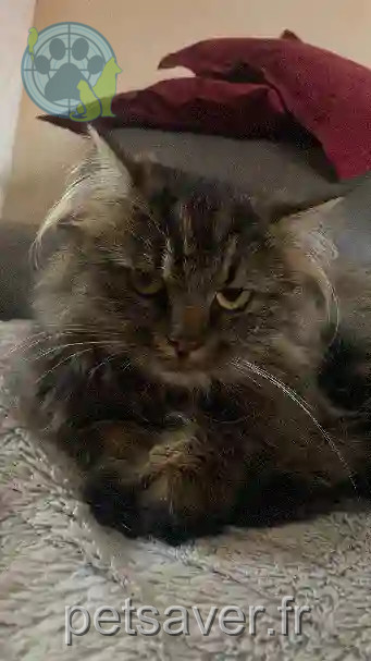 Chat Perdu 67 Bas-Rhin Strasbourg - Taiko Chat Perdu 67 Bas-Rhin Strasbourg - Taiko
