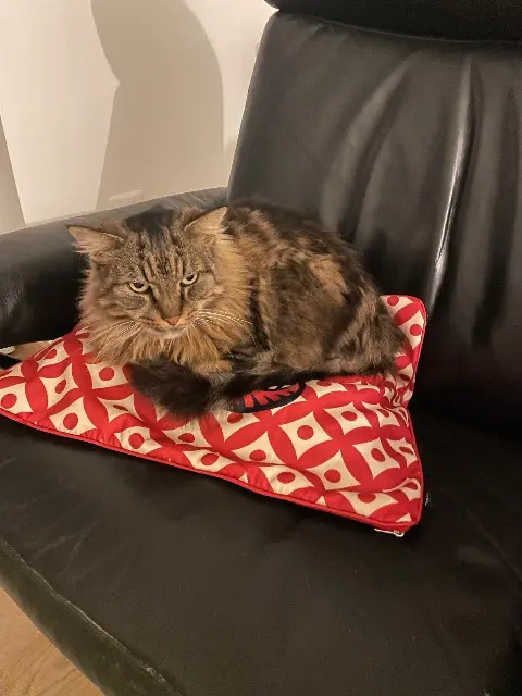 chat lost    Strasbourg Thor