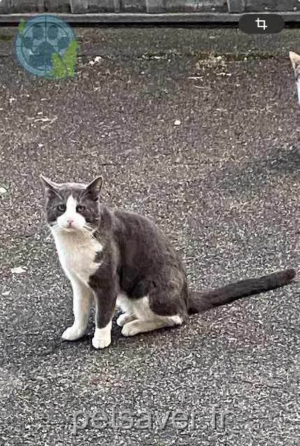 chat lost    Strasbourg Titi