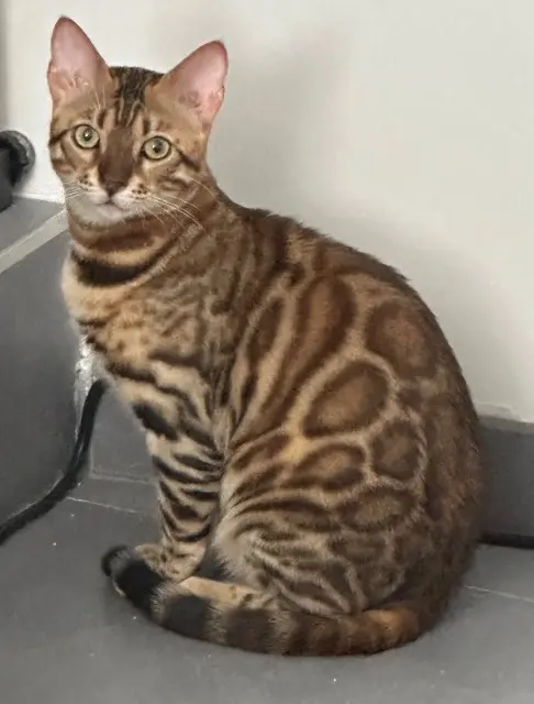 chat lost    Strasbourg Ulysse
