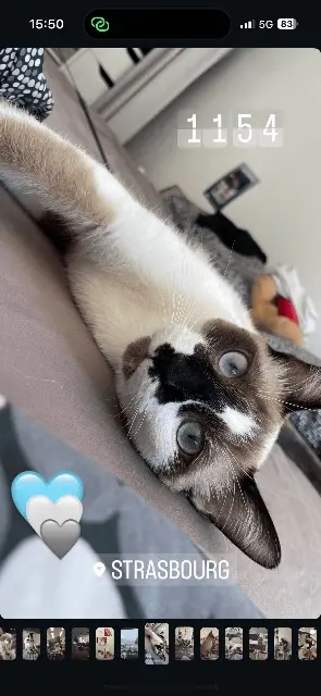 chat lost    Strasbourg Up