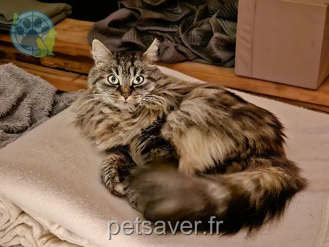 Kater vermisst Strasbourg WUSHI Kater lost Strasbourg WUSHI