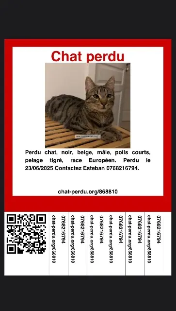 chat lost    Strasbourg Yuki