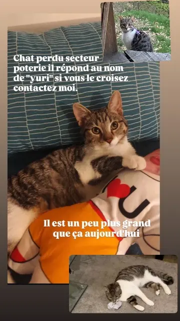 chat lost    Strasbourg Yuri
