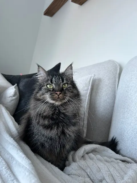 chat lost   67203 Oberschaeffolsheim Taiko