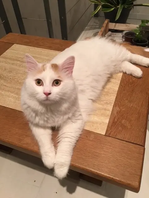 chat lost   67670 Wittersheim Tarkan