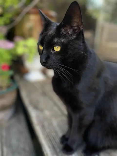 chat lost   67800 Bischheim Tartuffe