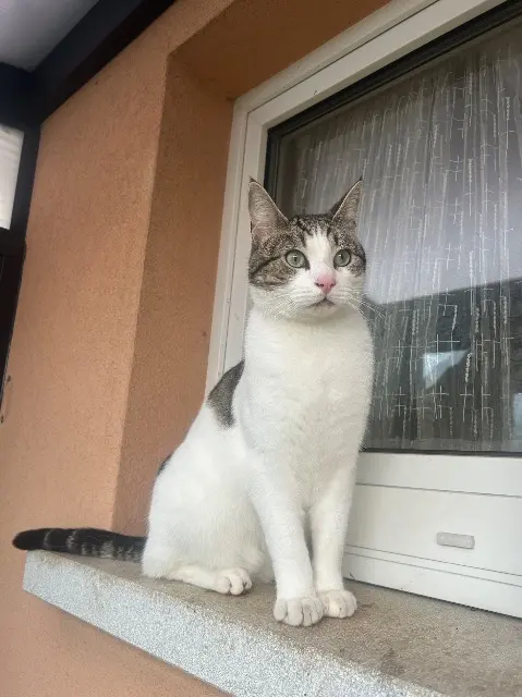 chat lost   67400 Illkirch-Graffenstaden Tmax