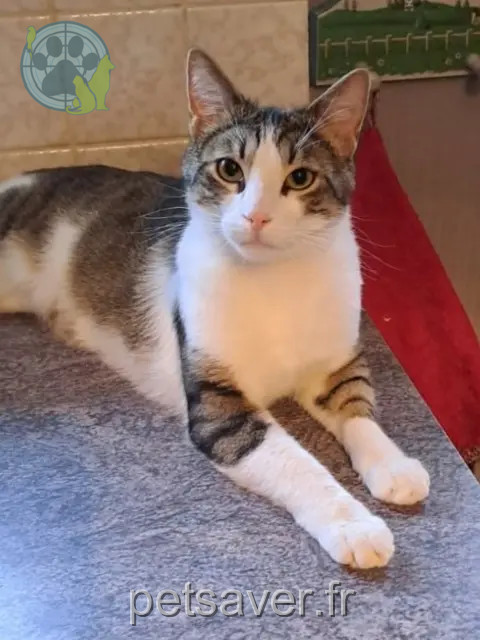cat lost 67690 Hatten TOMMY cat lost 67690 Hatten TOMMY