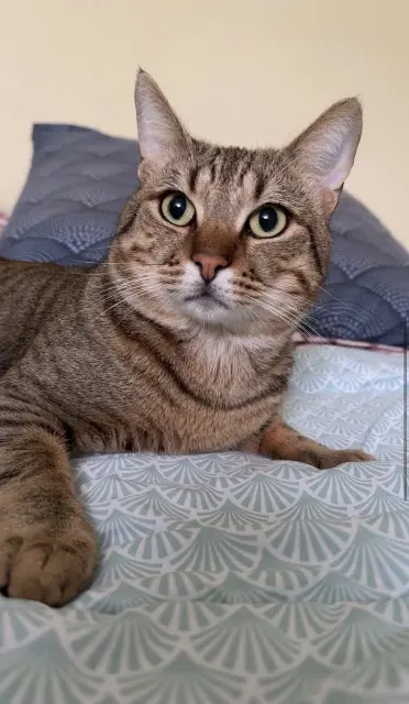 chat lost   67380 Lingolsheim Tutty