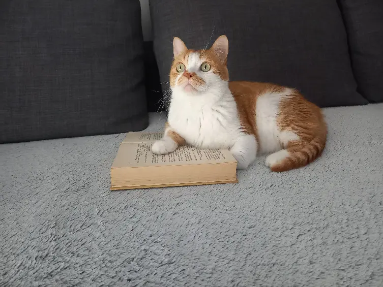 Chat Perdu 67 Bas-Rhin Chat Perdu 67 Bas-Rhin
