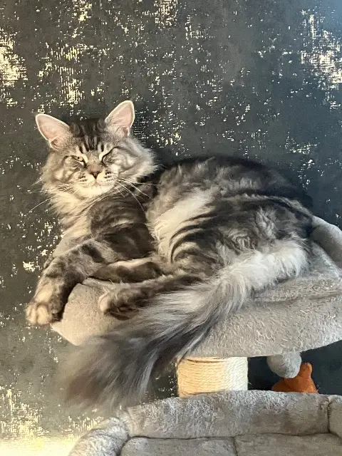 chat lost   67520 Marlenheim Ulix