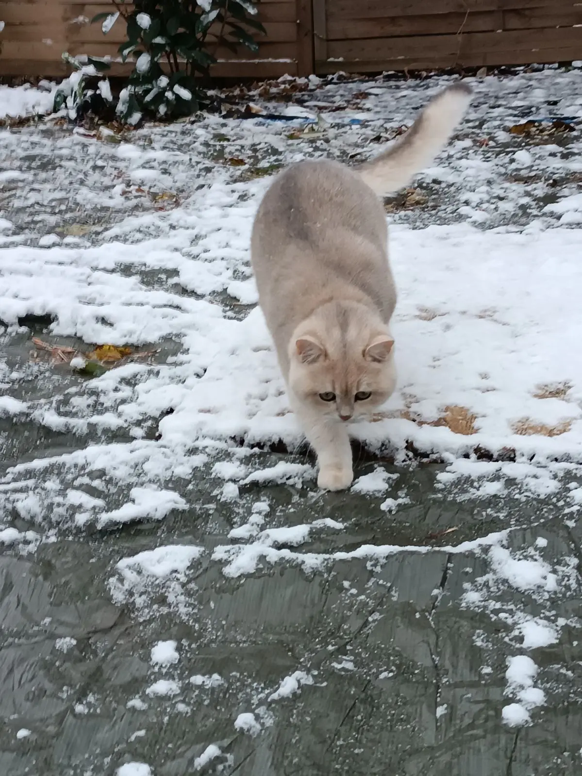 Chat Perdu 67 Bas-Rhin - Urwis Chat Perdu 67 Bas-Rhin - Urwis