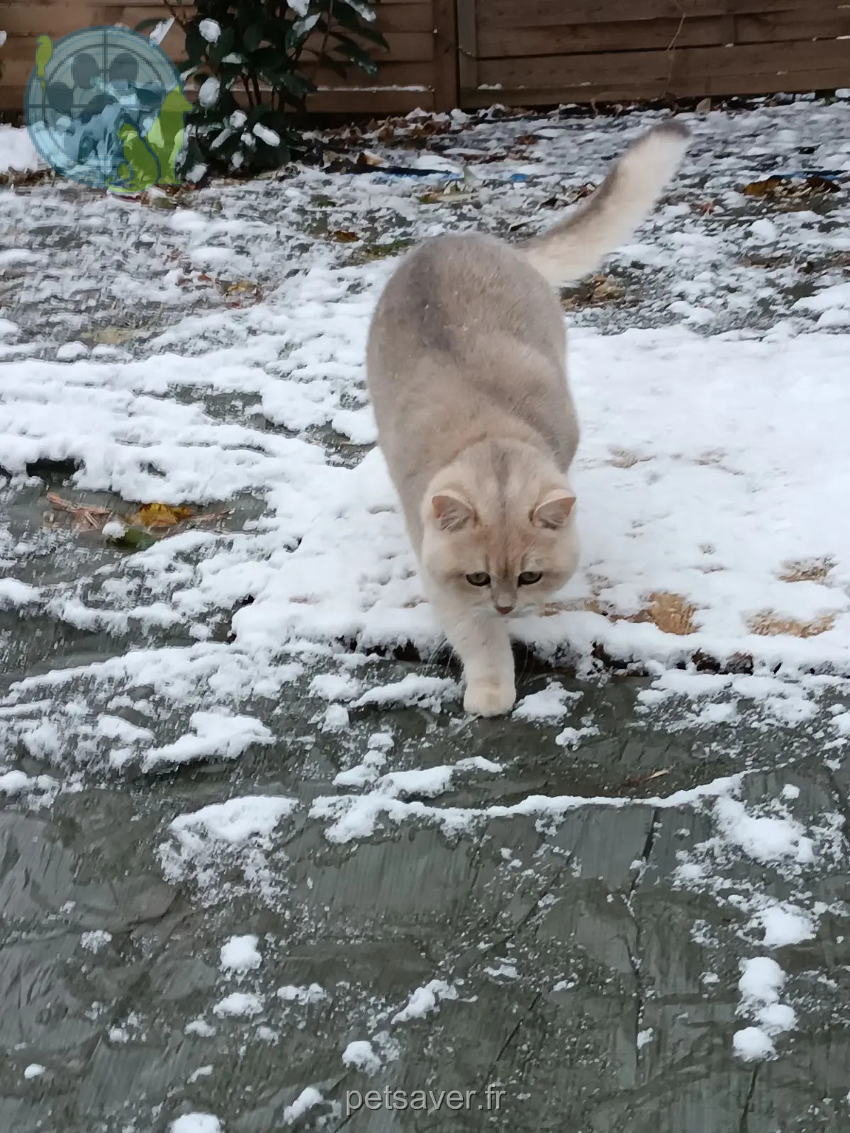 Chat Perdu 67 Bas-Rhin - Urwis Chat Perdu 67 Bas-Rhin - Urwis