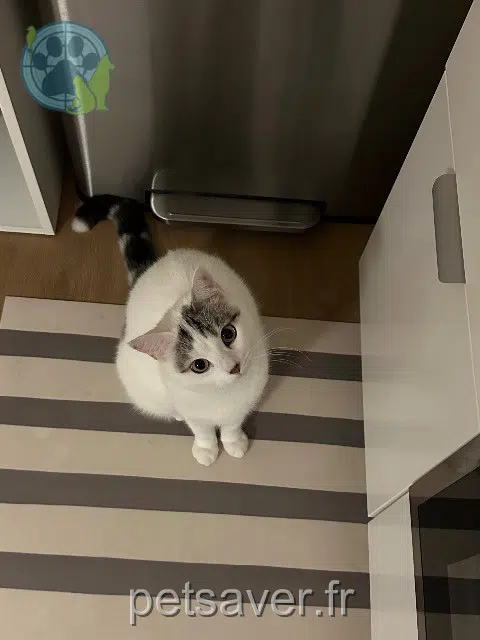 gato lost   67760 Gambsheim Uzi
