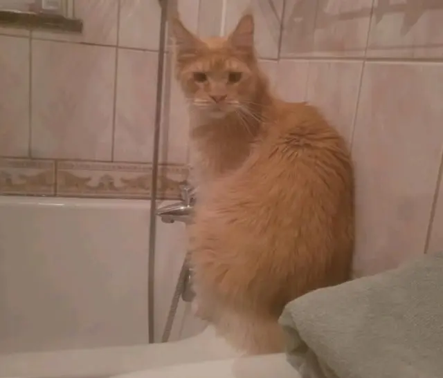 chat lost   67300 Schiltigheim VIKING