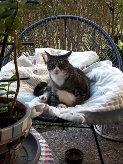 Kater vermisst 67380 Lingolsheim Walter Kater lost 67380 Lingolsheim Walter