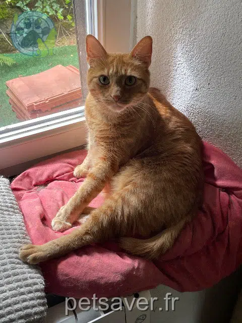 kater lost   67570 Rothau Watson