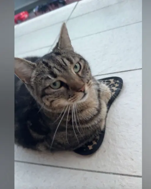 chat lost   67201 Eckbolsheim Willy