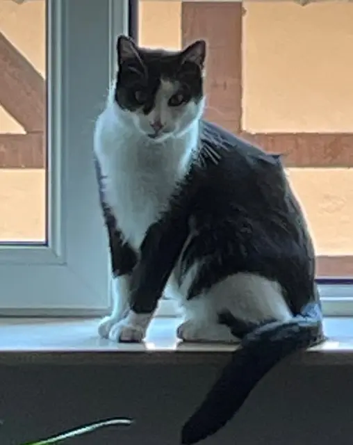 chat lost   67240 Oberhoffen-sur-Moder Wyn