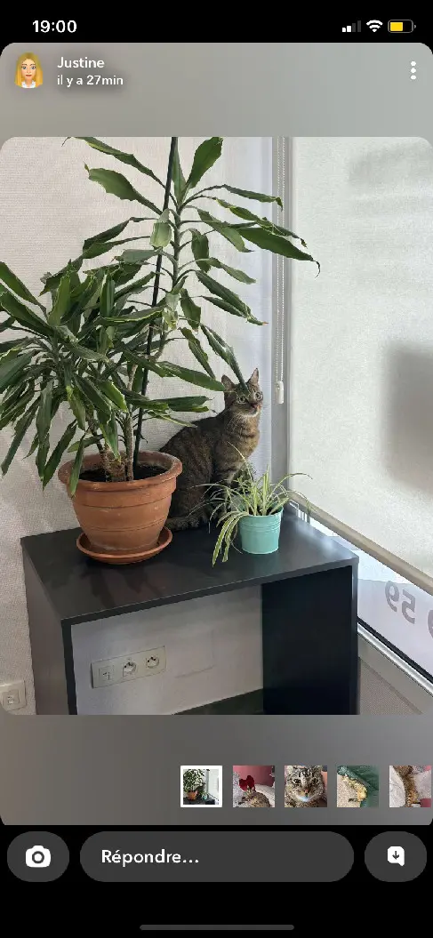 Chat Perdu 67 Bas-Rhin Chat Perdu 67 Bas-Rhin