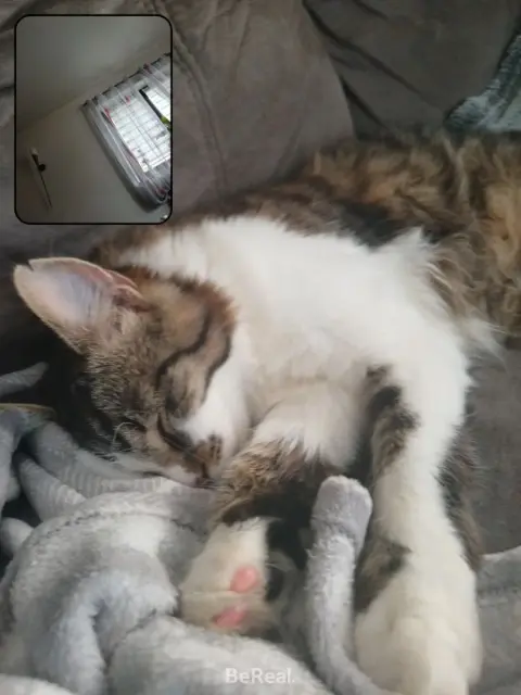 chat lost   67260 Sarre-Union Yamcha