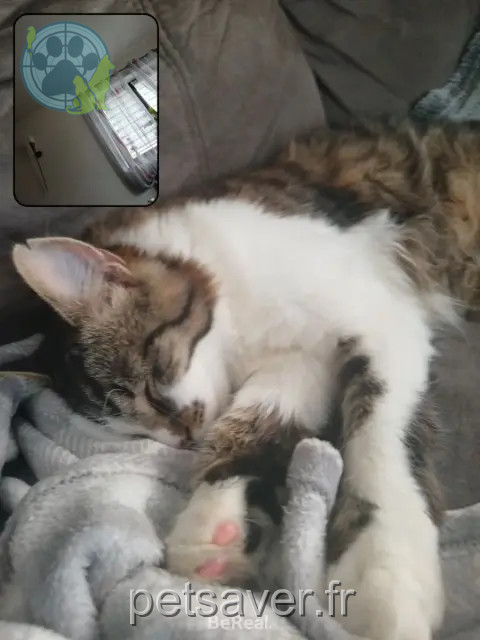 kater vermist 67260 Sarre-Union Yamcha kater lost 67260 Sarre-Union Yamcha