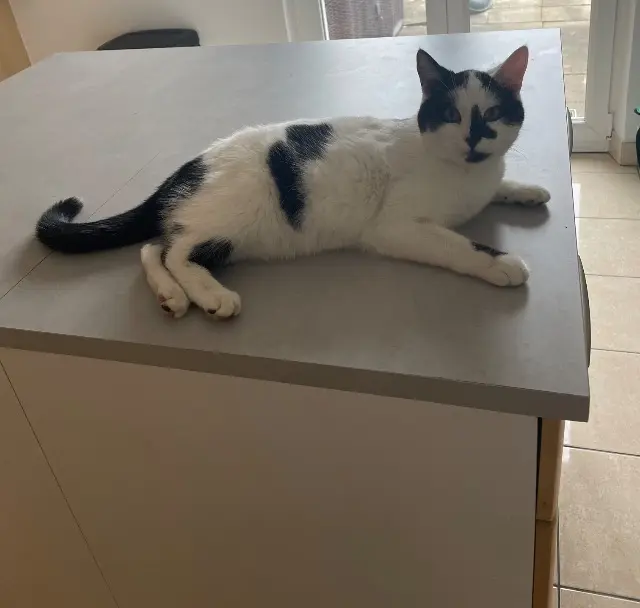 chat lost   67500 Haguenau Yoshi