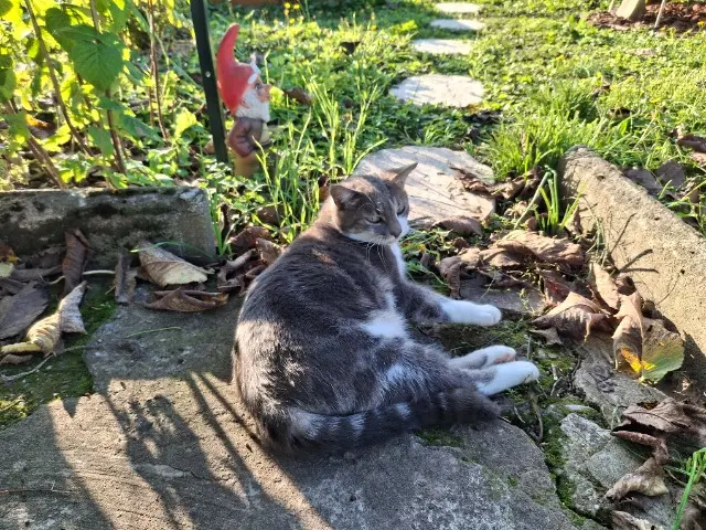 chat lost   67590 Schweighouse-sur-Moder Yuki