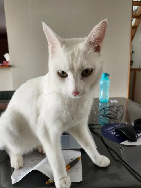 chat lost   67210 Goxwiller Yuki