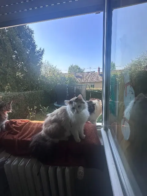 chat lost   67250 Schœnenbourg Yuki