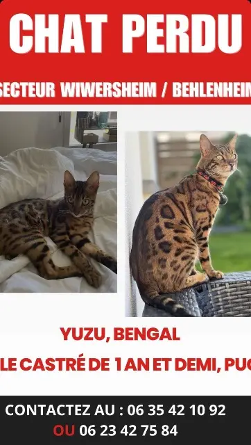 chat lost   67370 Wiwersheim Yuzu