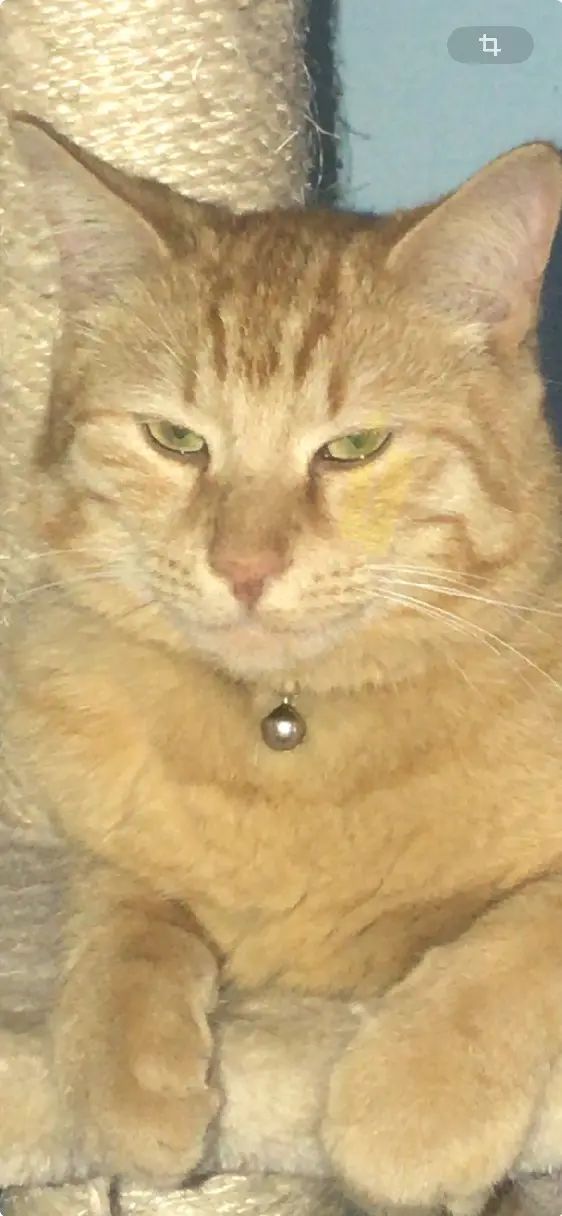 Chat Perdu 67 Bas-Rhin Chat Perdu 67 Bas-Rhin