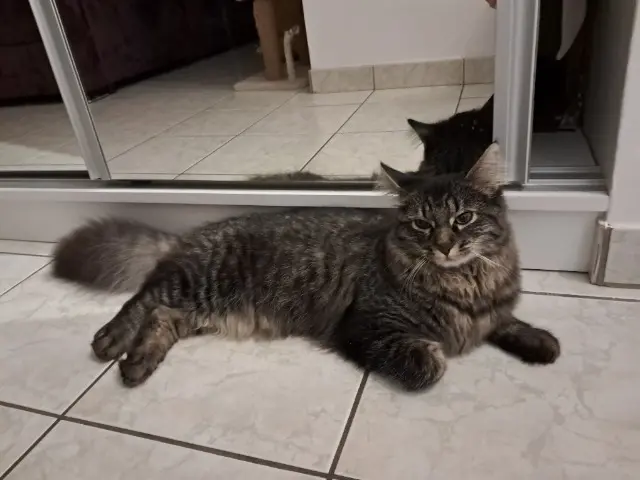 chat lost   67150 Erstein Zorro