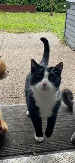 chat lost   67730 Châtenois Zouzou