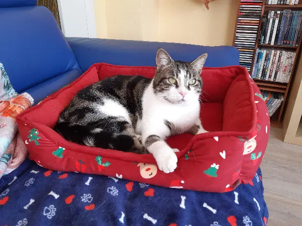 Chat Perdu 67 Bas-Rhin - Zéphyr Chat Perdu 67 Bas-Rhin - Zéphyr