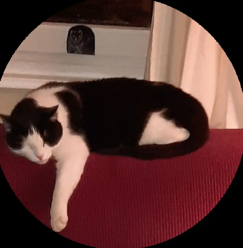 Chat Perdu 67 Bas-Rhin Chat Perdu 67 Bas-Rhin