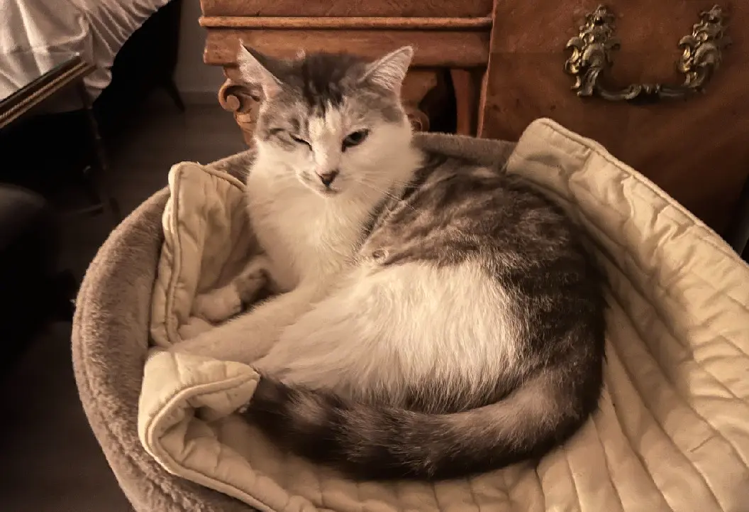 Chat Perdu 67 Bas-Rhin Chat Perdu 67 Bas-Rhin