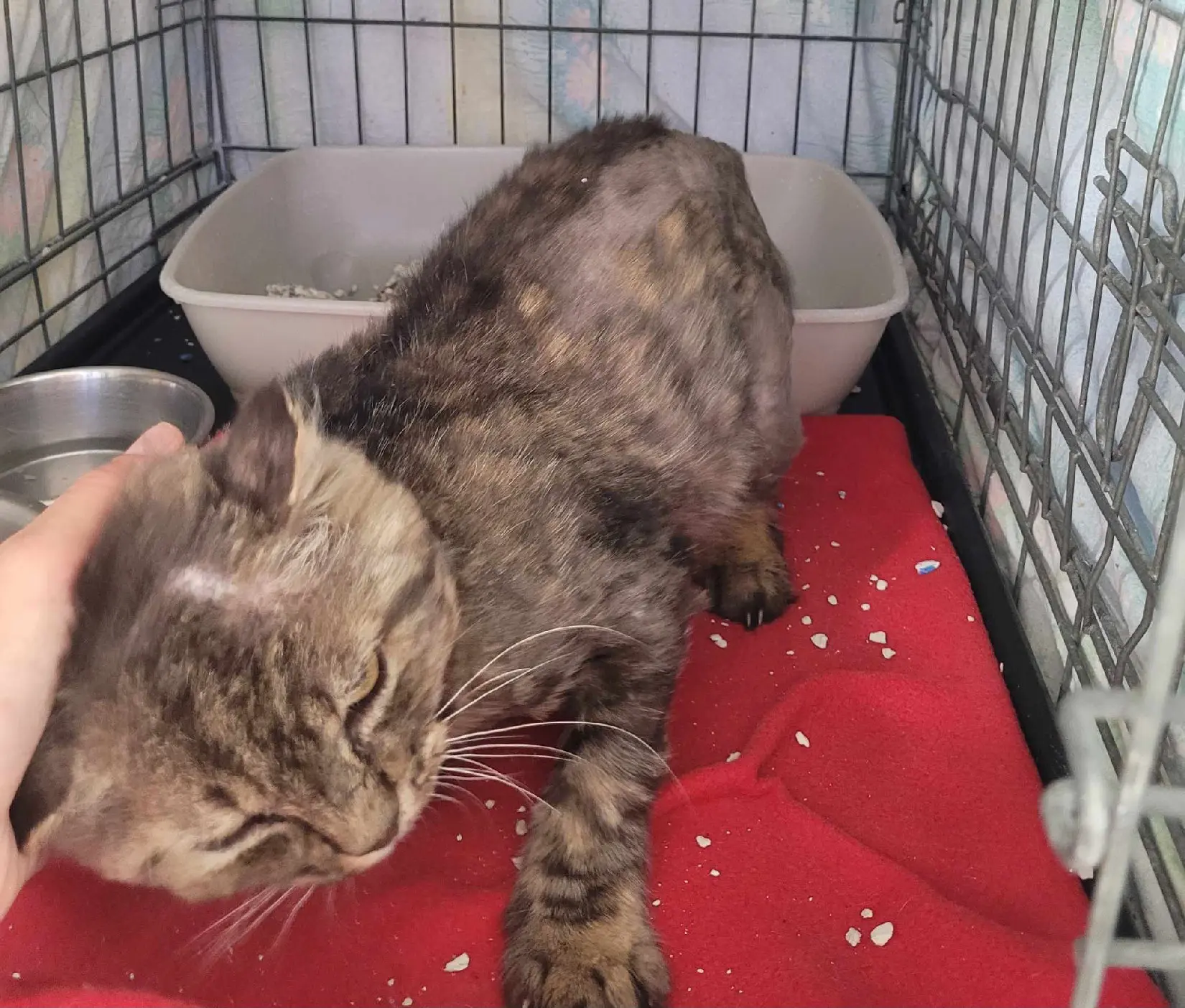 Chat Perdu 67 Bas-Rhin Chat Perdu 67 Bas-Rhin