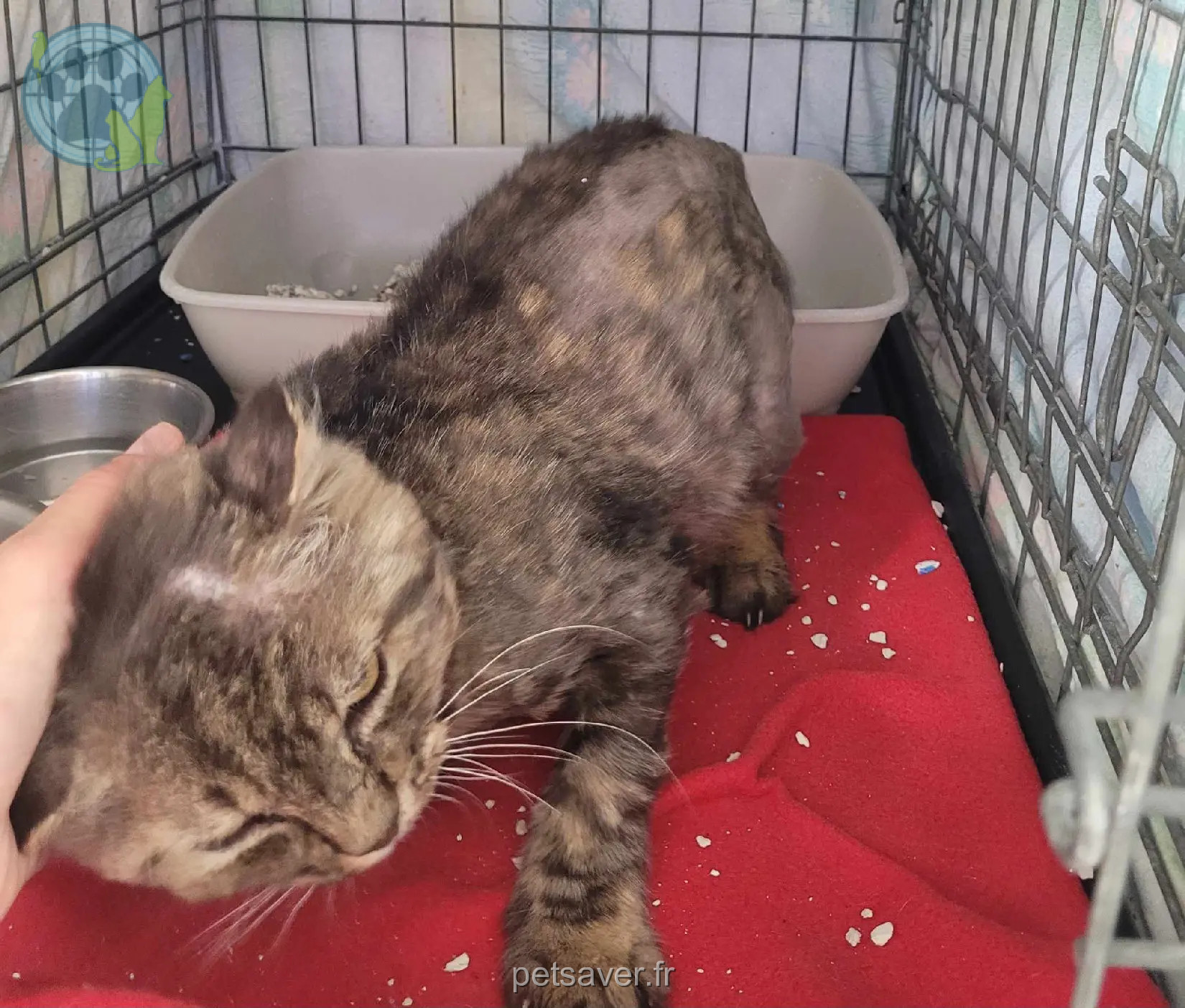 Chat Perdu 67 Bas-Rhin Chat Perdu 67 Bas-Rhin